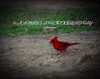8x10 Print Of Cardinal Bird