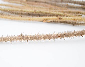 Wooden decor, prickly branches, briar branches, spiky decor, natural material, home decor