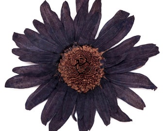 Pressed flowers, large navy daisy 10pcs for floral art, craft