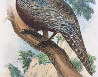 1896 KOKLASS PHEASANT Original Antique Chromolithograph - Ornithology - Pheasant - Bird Decor - Wall Decor - Decorative Print - Game Birds