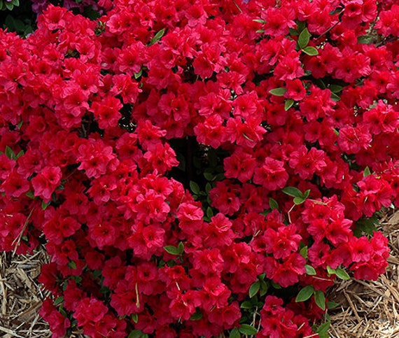 Azalea Hershey Red Kurume Azalea quart plant FREE SHIP