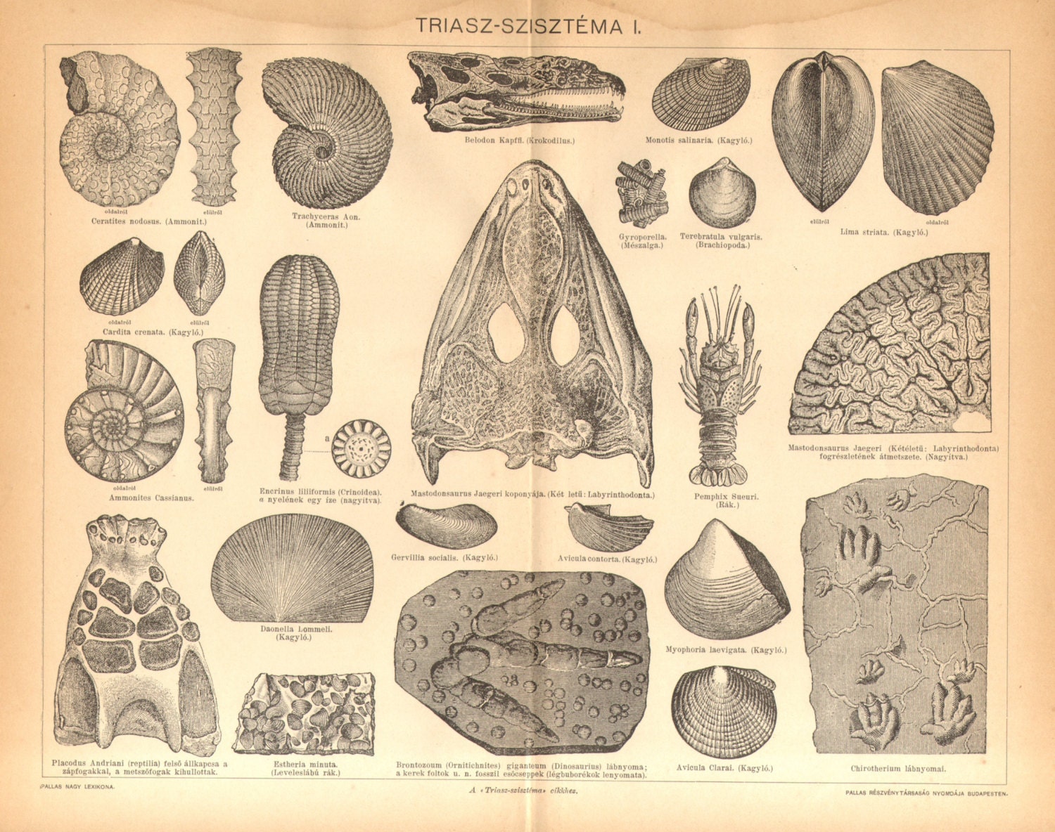 1896 Triassic Fossils Ammonites Cephalopods Bivalves