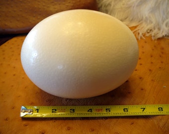 Ostrich egg by American Ostrich Farms
