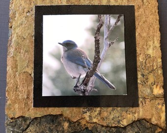 Slate Coaster — Birds