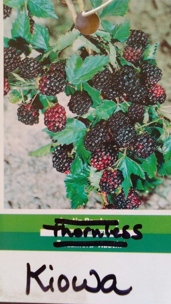 2�3� Kiowa Thornless Blackberry Plant Live Healthy