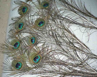 EYE FEATHERS, Beautiful Peacock eye feathers, 10 Crafting feathers, cruelty free collection from our pet birds, centerpiece display eyes