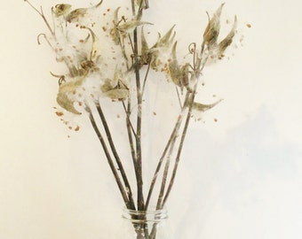 Milkweed Pods, Dried Pods on Stems, Dried Floral Arrangement, Asclepias Syriaca, Floral Crafts, Seed Pods for Dried Wreaths and Bouquets