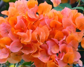 Bougainvillea-Orange-Afterglow