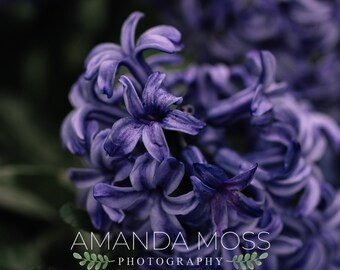 Lovely Purple Floral Print Spring Flowers