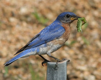 ID2642 1 DIGITAL Bird Photograph Image of a Bluebird