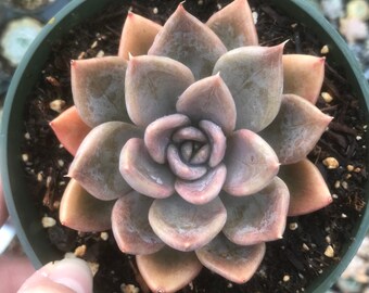 Echeveria Silver Queen