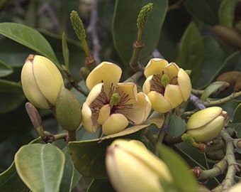 BANANA BUSH Shrub Plant Fragrant Pale Pastel Yellow Pink Flowers Starter Size 4 Inch Pot Emeralds TM