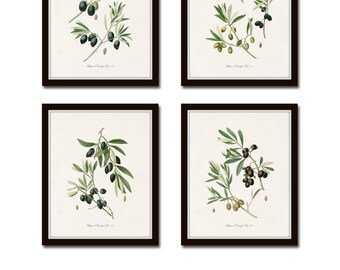 Antique Olive Prints, Botanical Print Sets,Botanical Prints, Kitchen Art, French Decor, Art, Botanical Illustration, Wall Art, Print, Giclee