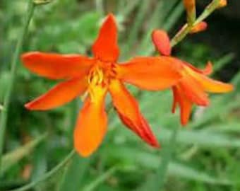 Montbretia Corms Historic Plants Perennial Bulbs Crocosemia aurea Repeat Bloomer Perennial Groundcover Container Gardening Honey Bees