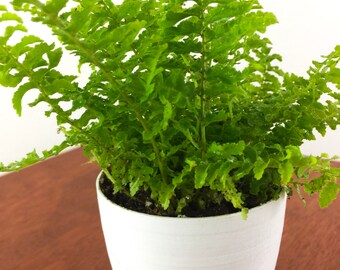 Baby Fern Air Purifying Plant - Pet Safe Live Houseplant, Housewarming Present, Gardening, Unique Gift, Party Favor, Indoor Garden