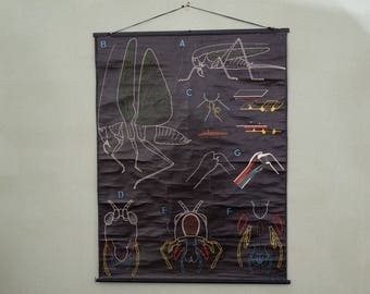 Poster - Sougy - Grasshopper S.44 Auzoux vintage school wall