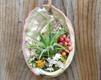 Live Hanging Abalone Shell Air Plant/Tillandsia Wall Decor- Inside/Outside