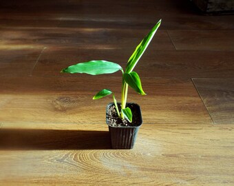 Indian cardamon,Java cardamon ( Amomum villosum ) * 1 PLANT * NEW!