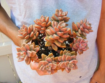 Graptoveria Alpen Glow Succulent