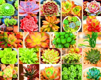 Lithops Seeds 100 Pack Mixed / rare succulent seeds / lithops seeds for sale / lithops seed mix *