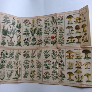 Vintage German Edible Plants Poster