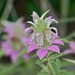 Monarda Spotted Bee Balm Flower Seeds / Perennial 50+
