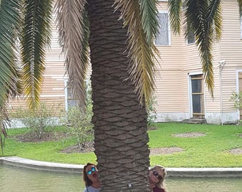 Largest Palm Tree I have ever seen and it wasn't even on the beach