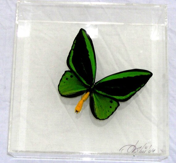Poseidon - real butterfly panel