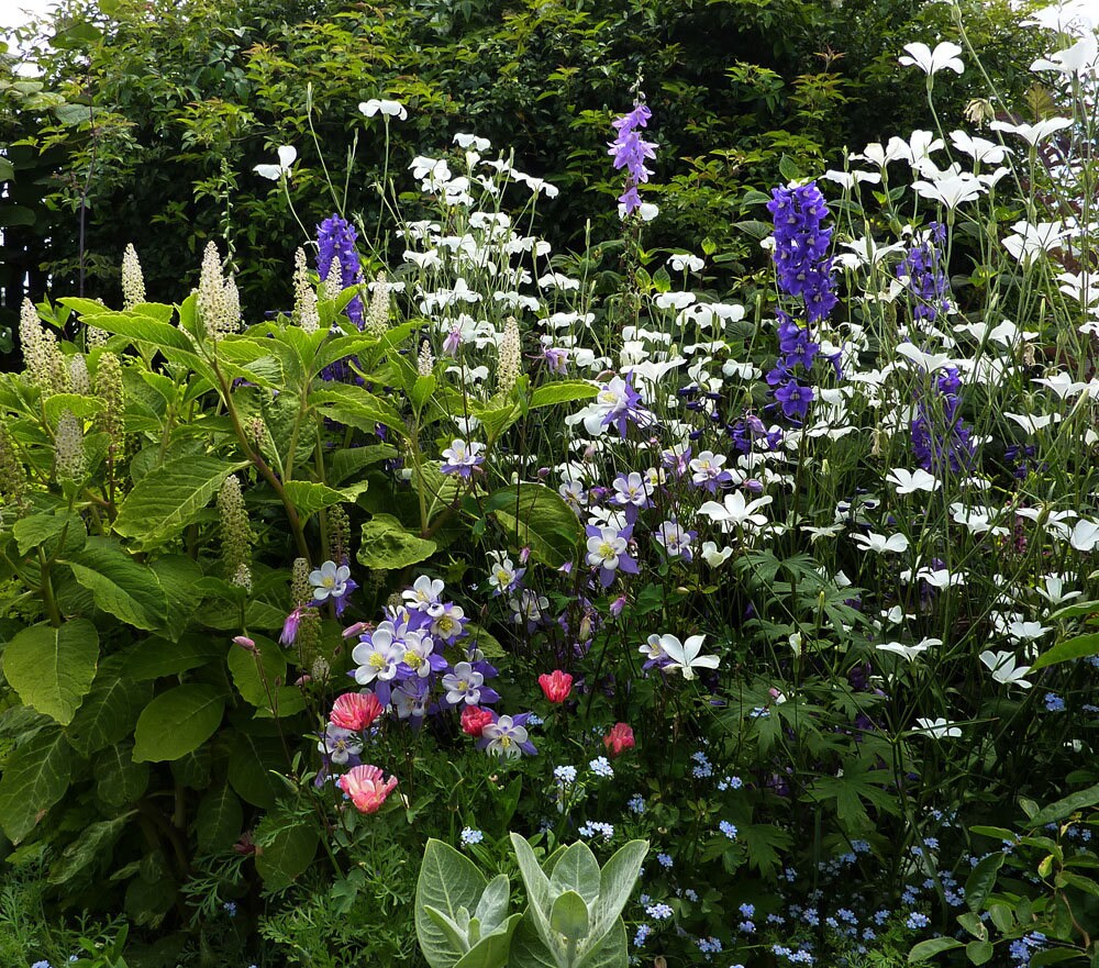 50+ AGROSTEMMA OCEAN PEARL aka Corn Cockle / Annual to Perennial Easy