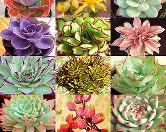 Seeds Echeveria species mix