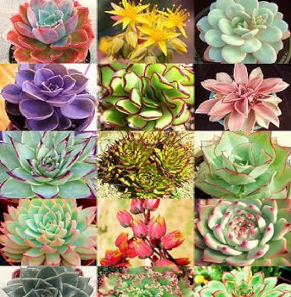 wholesale succulents online