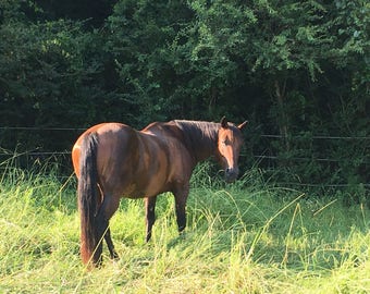 SALE 50% off 2018 Horse Calendar
