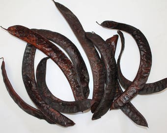Locust seed pods, Honey locust seed pods, dried seed pods, lot of ten long seed pods, natural findings, vase filler, rustic farmhouse decor