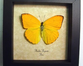 Beautiful Orange Sulpher Butterfly Conservation Display 272