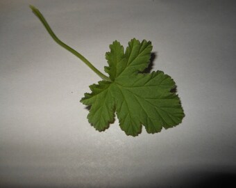 Attar of Rose Scented Geranium
