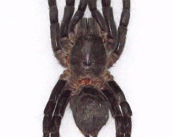 Real tarantula haplopelma spider arachnid unmounted
