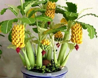 100pcs Dwarf Banana Mini Bonsai Banana Seeds