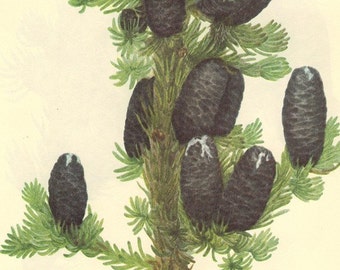 Vintage Pinecone Print 1968 Bookplate PLATE 1 Color Print Wild Flowers of America Engelmann Spruce and Alpine Fir