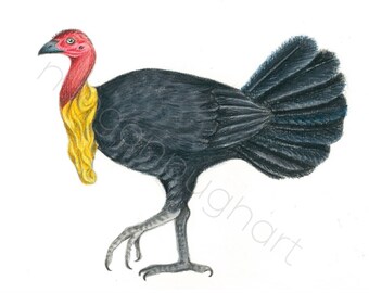 Brush Turkey Illustration Print