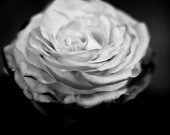 White Rose Set of 4 porcelain coasters