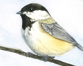 Black Capped Chickadee Print