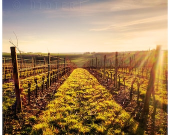 Color photo print: vines in winter
