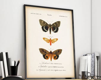 Vintage Butterfly print, Antique entomology print, Instant download printable art, Entomology art, Insect print, Butterfly wall art