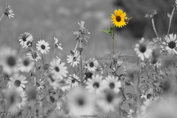 Flower photography sunflower photography black and white Flower photography sunflower photography black and white