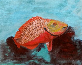 Parrotfish Female