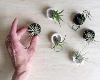 Desk Plant, Air Plant Holder, Air Planter, Airplant Pod, Modern Planter, Office Plant, Air Plant Décor, Tillandsia Plant, Cute Plant Gift