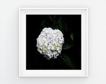 Hydrangea Flower Print, Fresh Flower Print
