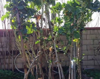 Tree Collard Cutting - 2 Cuts - Fresh From Our Garden