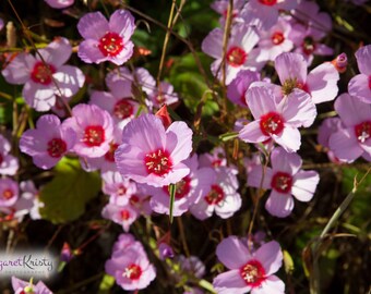 California Wildflowers - pink flower nature photography