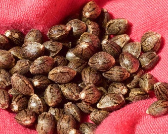 10 pack (f) hemp seeds jack flash